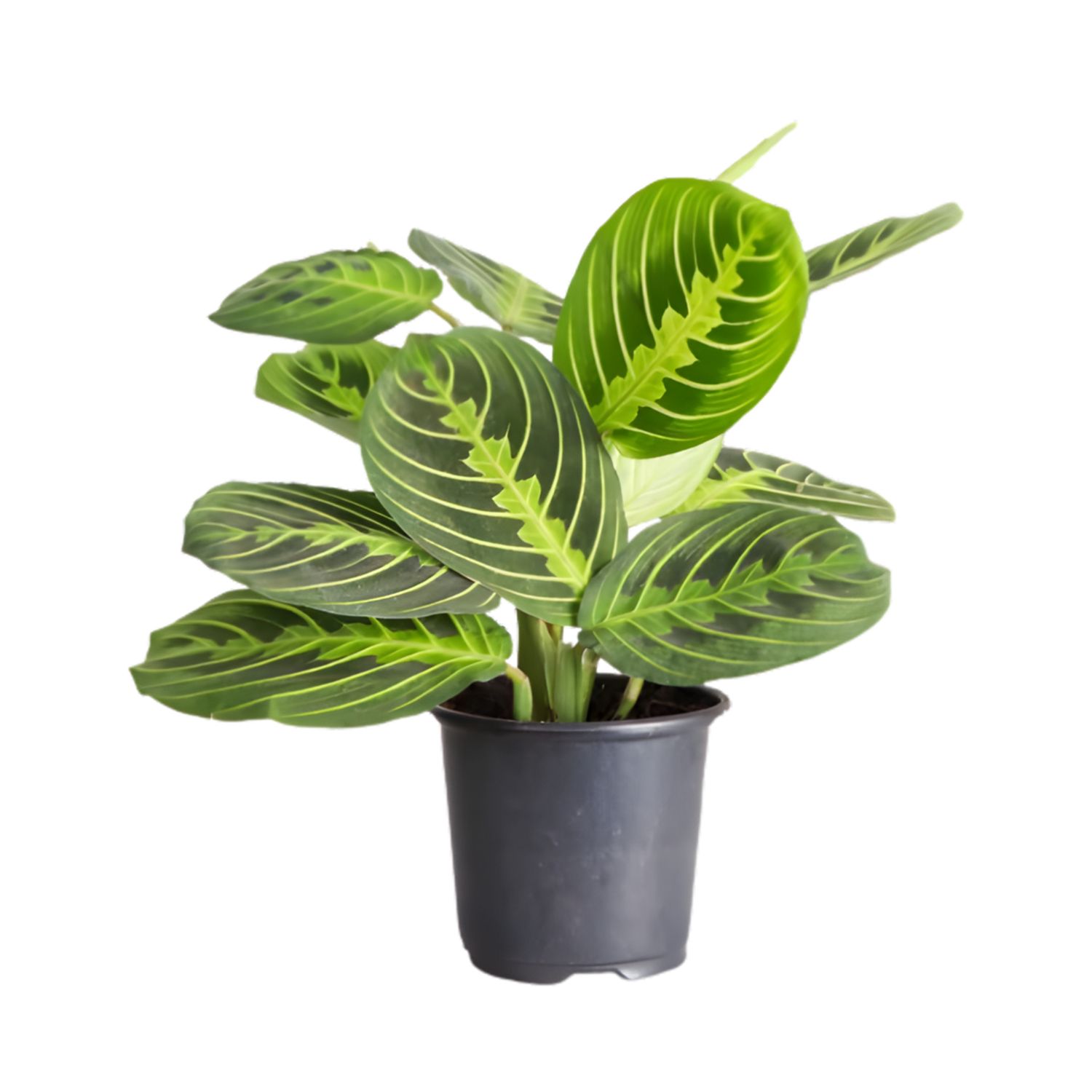 Lemon Lime Prayer Plant (Maranta leuconeura ‘Lemon Lime’)