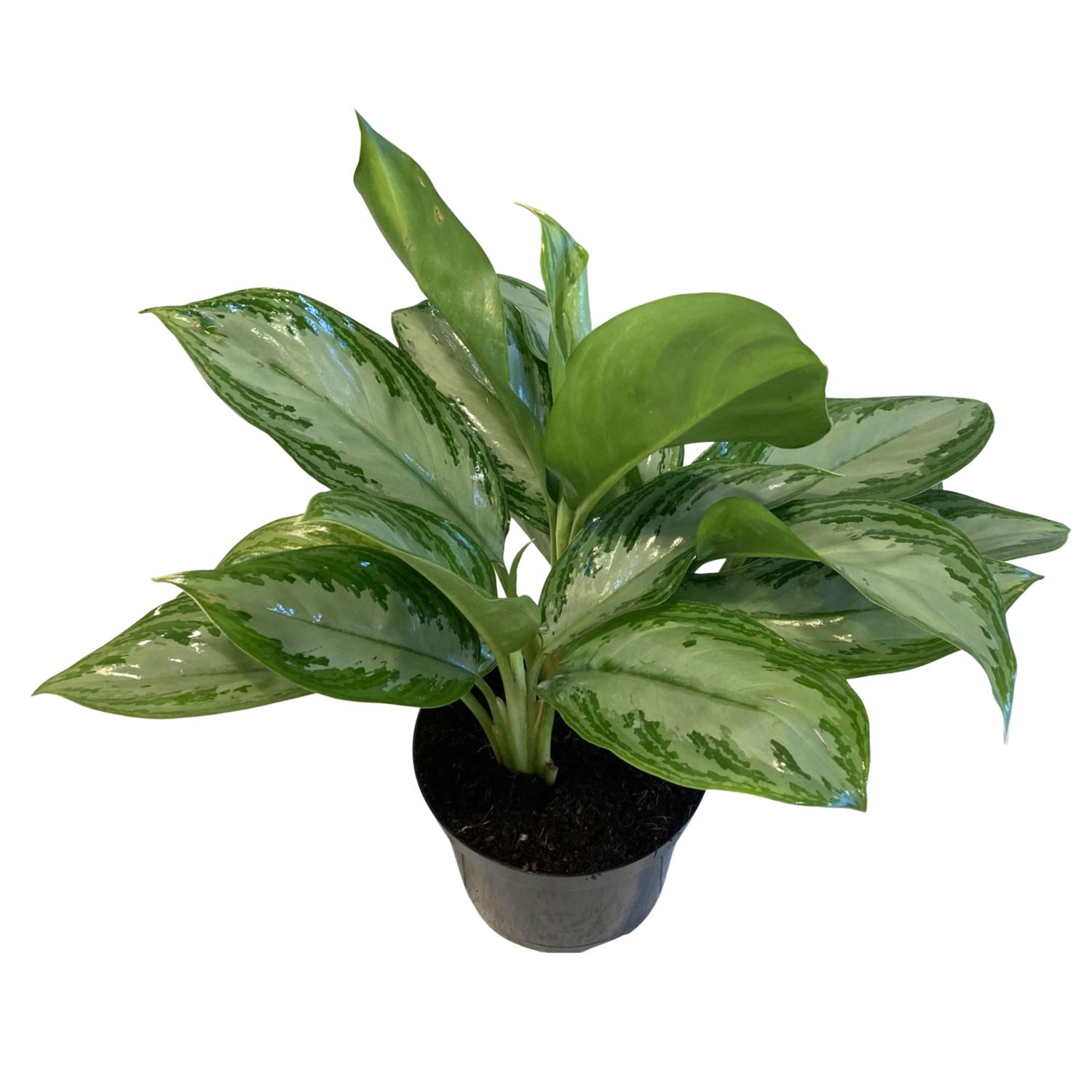 Chinese Evergreen ‘Silver Bay’ (Aglaonema Silver Bay)