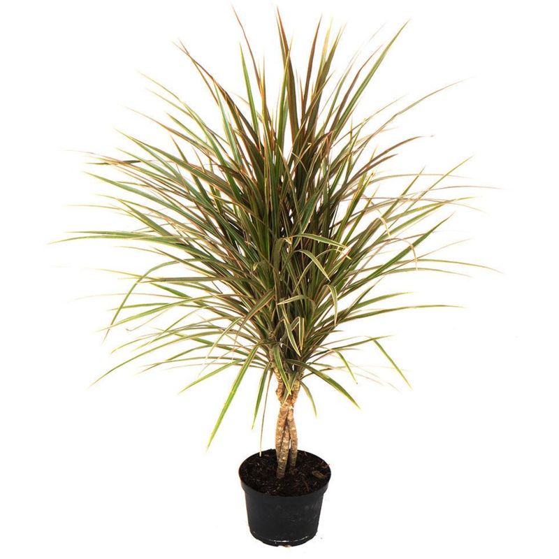 Braided Dragon Tree ‘Bicolor’ (Dracaena Bicolour Braid)