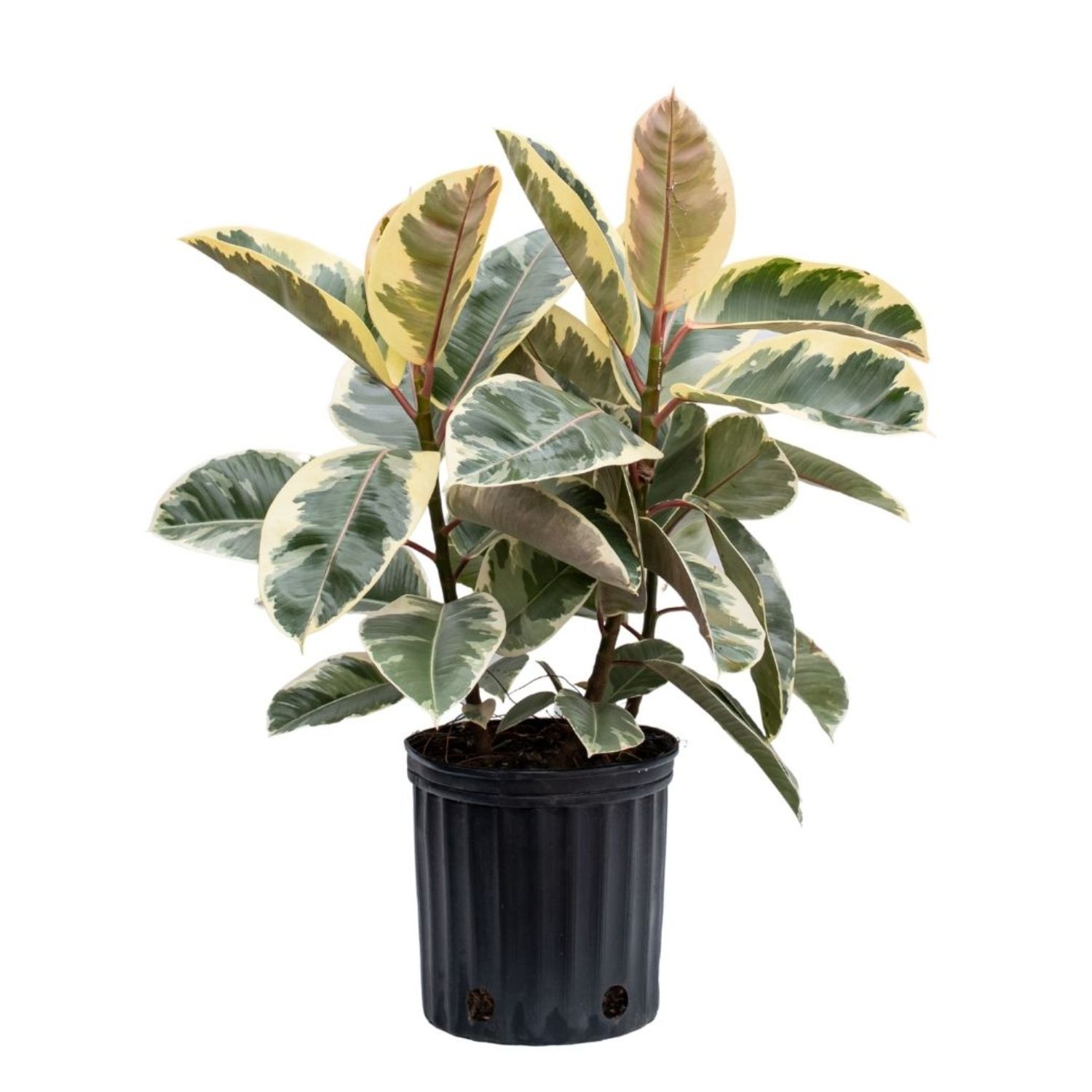 Rubber Plant ‘Tineke’ (Ficus elastica ‘Tineke’)