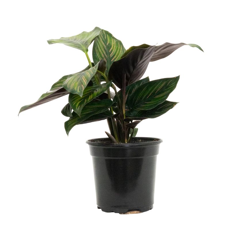 Prayer Plant ‘Beauty Star’ (Calathea Beautystar)