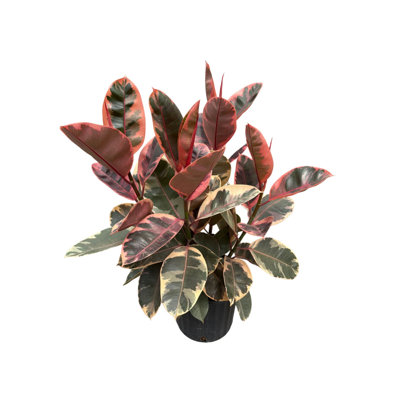Rubber Plant ‘Ruby’ (Ficus elastica ‘Ruby’)
