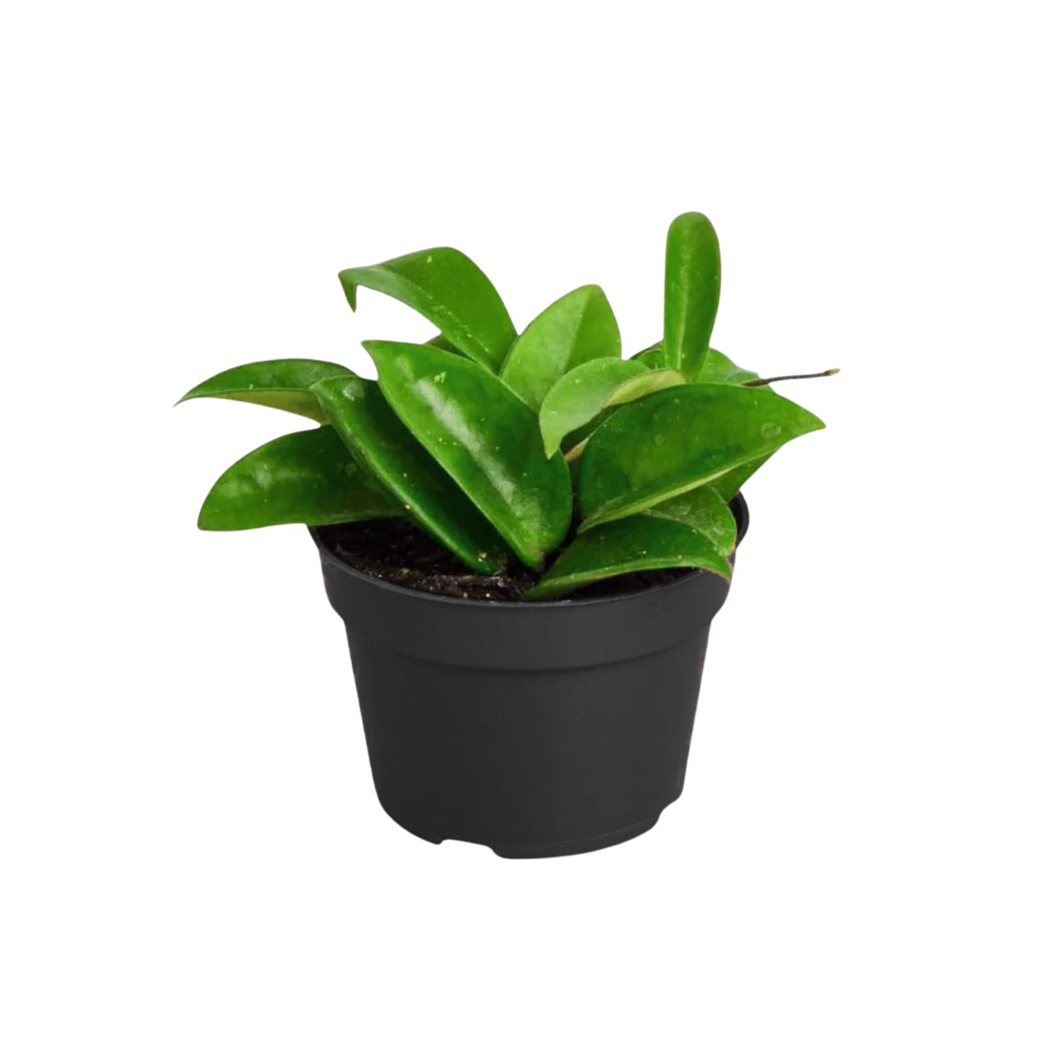 Wax Plant (Hoya carnosa)