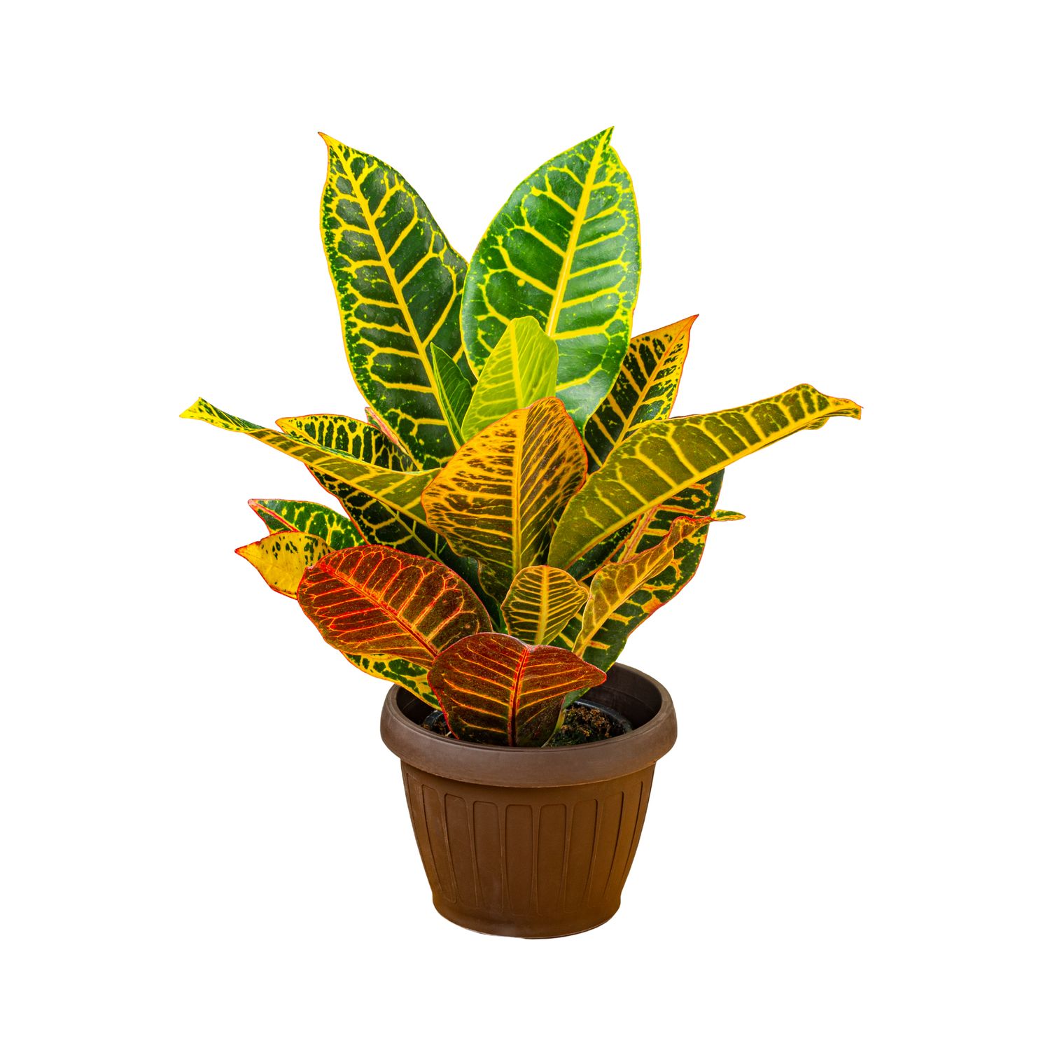 Croton ‘Petra’ (Codiaeum variegatum ‘Petra’)