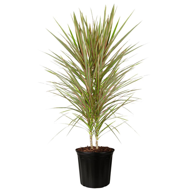 Dragon Tree ‘Bicolor’ (Dracaena Bicolor)
