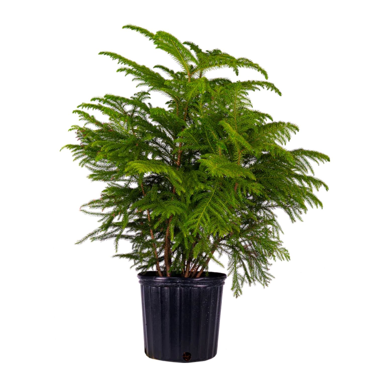 Norfolk Island Pine (Araucaria heterophylla)