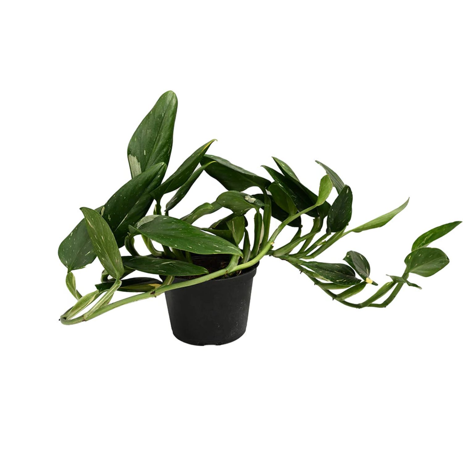 Variegated Monstera Standleyana (Monstera standleyana variegata)