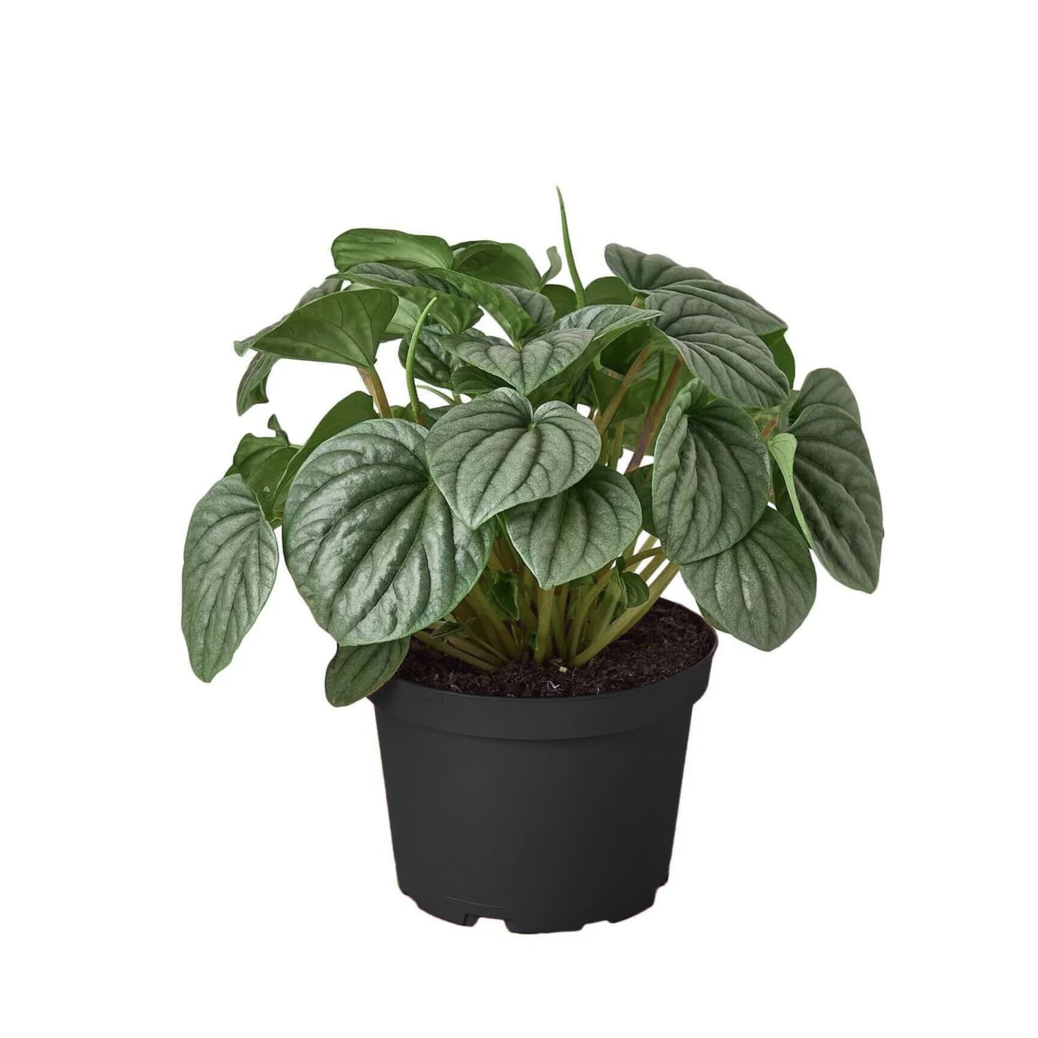 Peperomia ‘Frost’ (Peperomia caperata ‘Frost’)