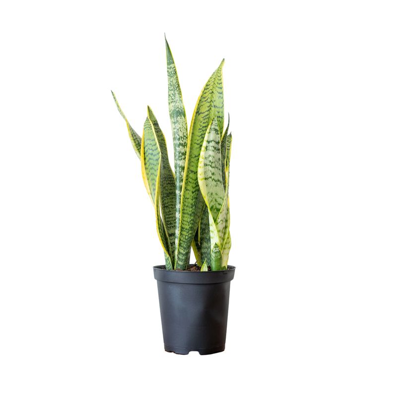 Snake Plant ‘Superba’ (Sansevieria trifasciata ‘Laurentii Superba’)
