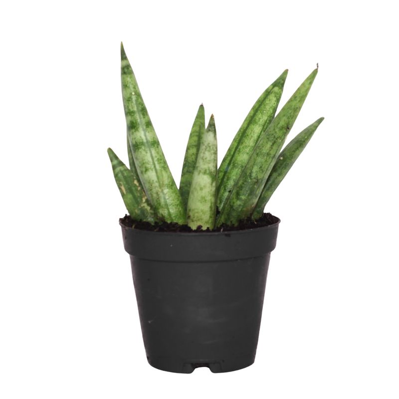 Hedgehog Snake Plant (Sansevieria ‘Hedgehog’)