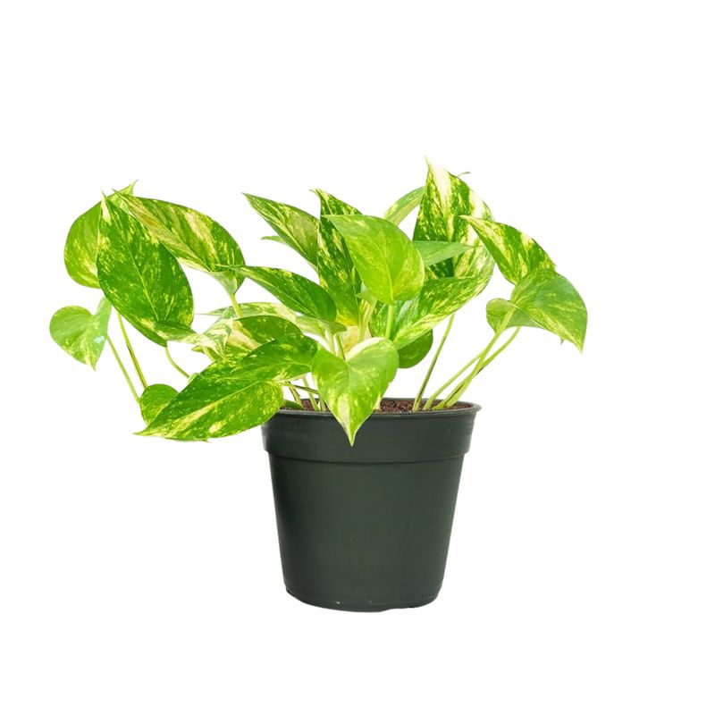 Golden Pothos (Epipremnum aureum ‘Golden’)