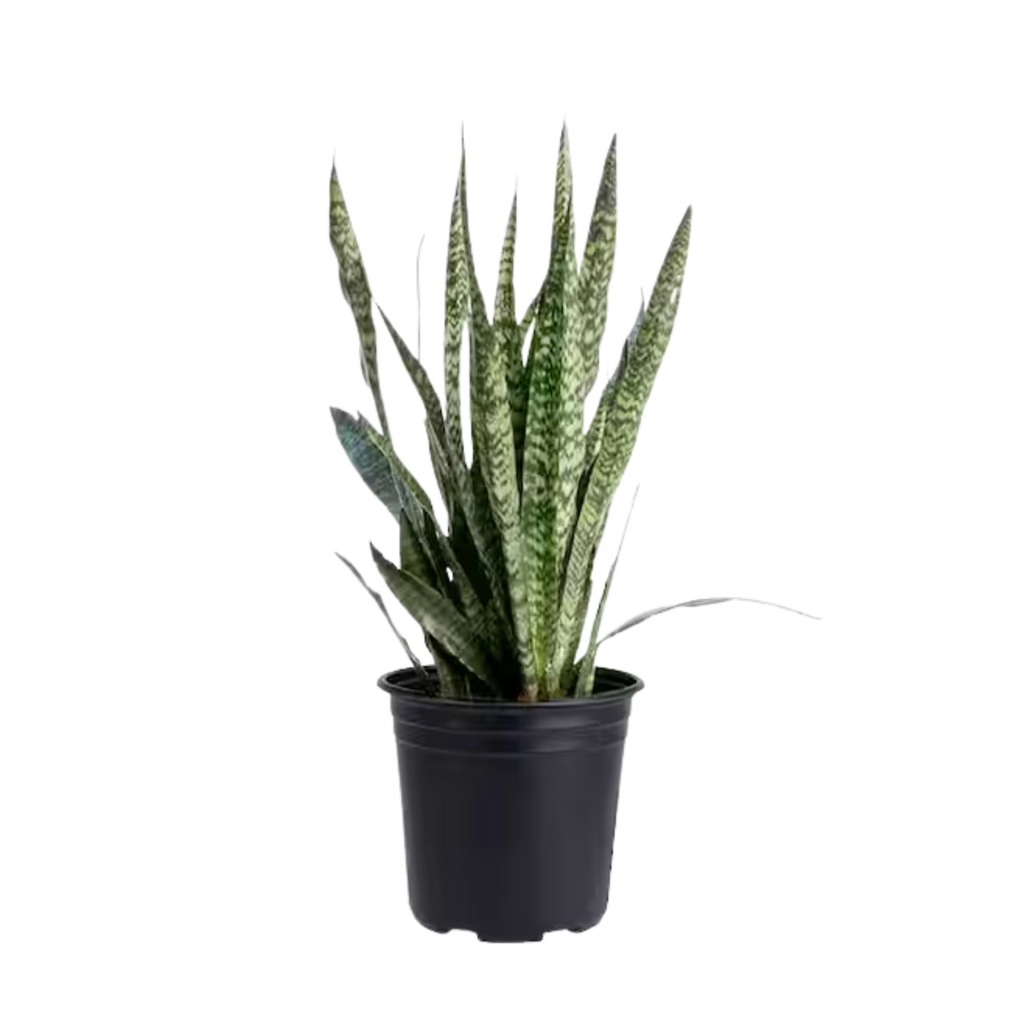 Ceylon Snake Plant (Sansevieria zeylanica)