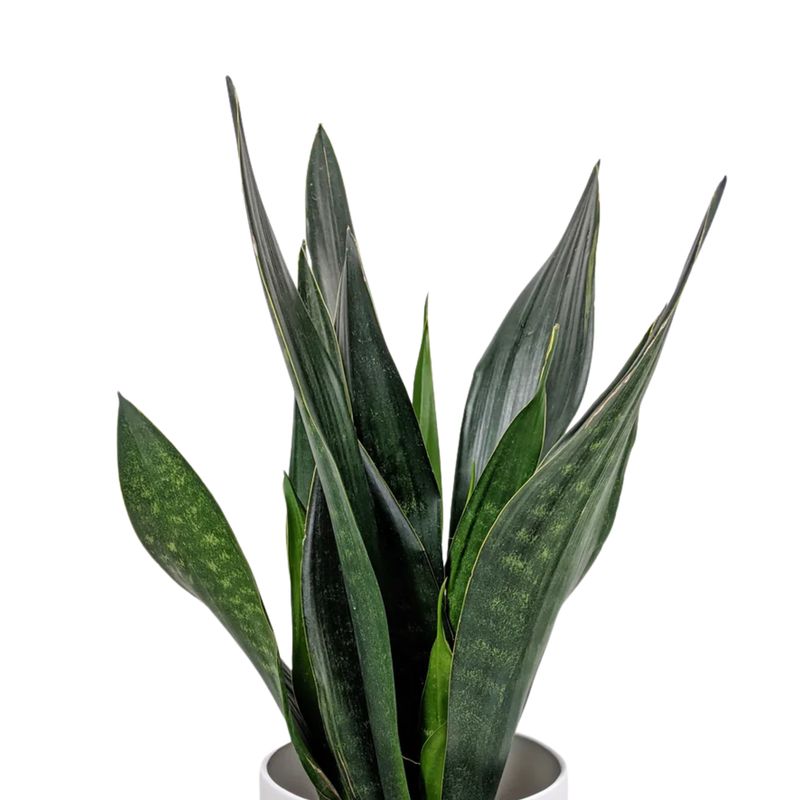 Snake Plant ‘Black Diamond’ (Sansevieria ‘Black Diamond’)