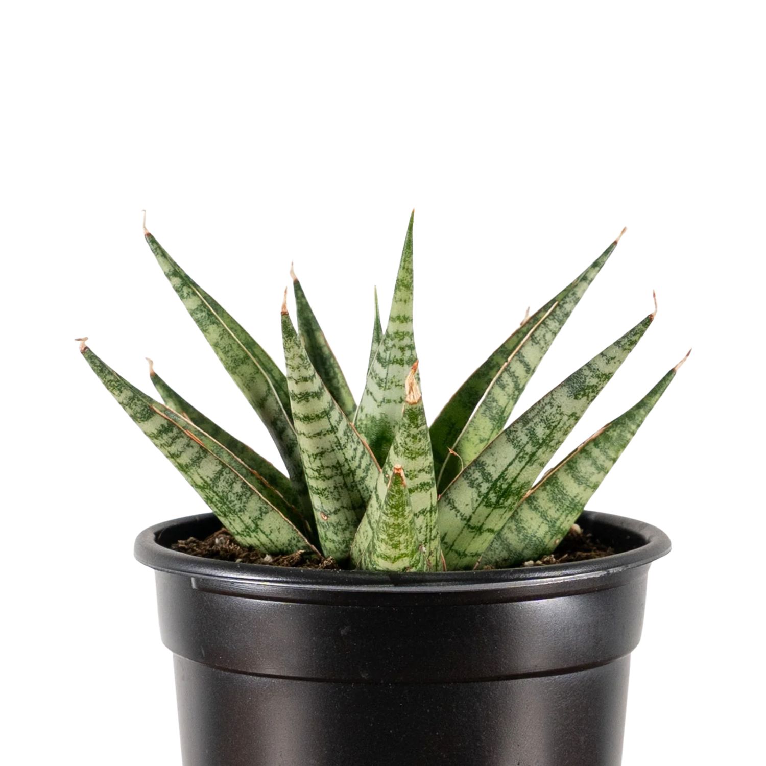 Snake Plant ‘Celery’ (Sansevieria ‘Celery’)