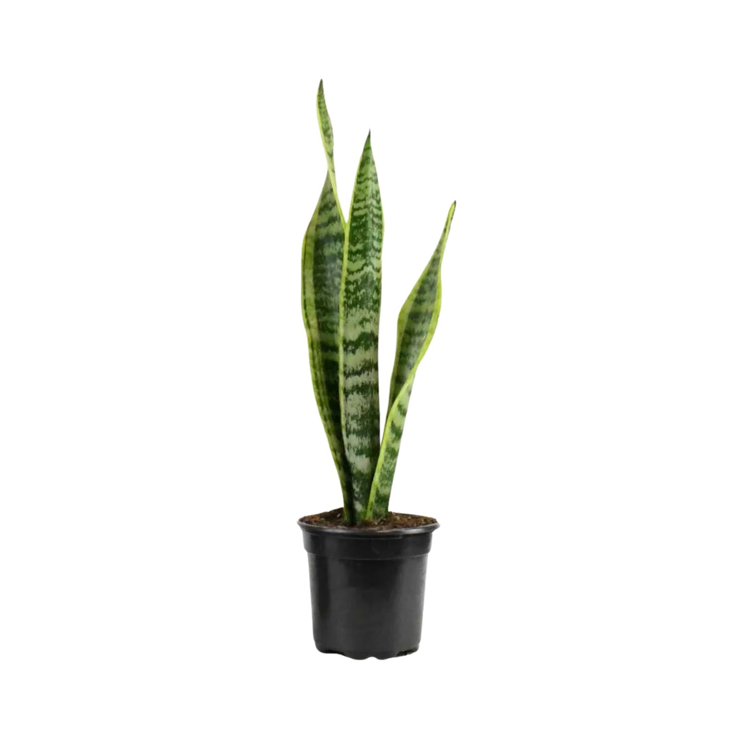 Snake Plant ‘Laurentii’ (Sansevieria trifasciata ‘Laurentii’)