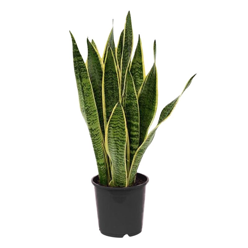 Sansevieria Laurentii