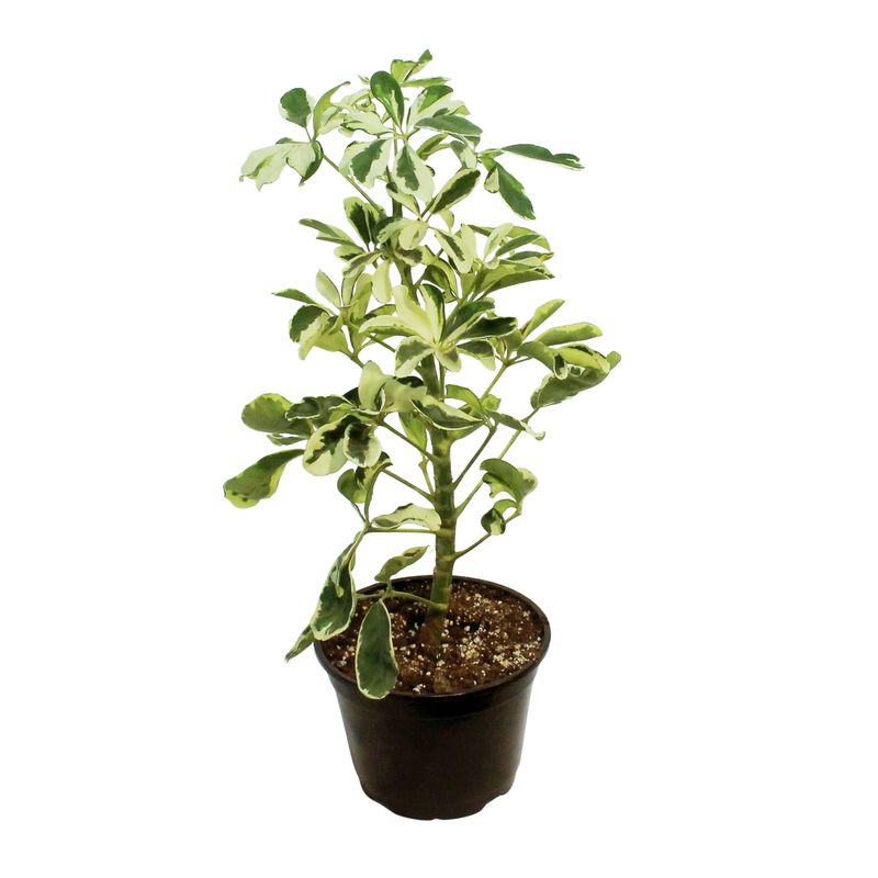Dwarf Umbrella Tree ‘Ivory’ (Schefflera arboricola ‘Ivory’)