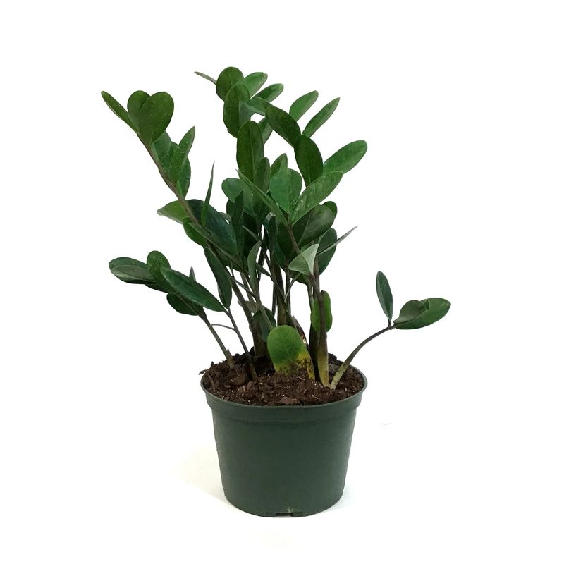 Lucky ZZ Plant (Zamioculcas zamiifolia ‘Lucky’)