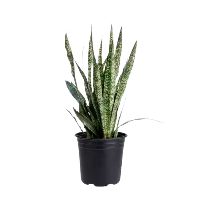 Ceylon Snake Plant (Sansevieria zeylanica)