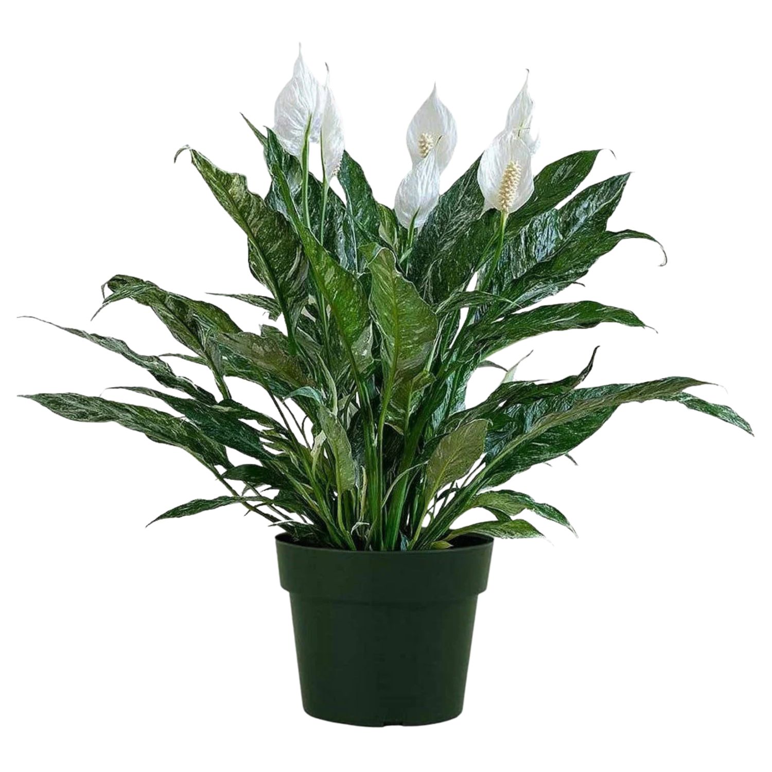 Peace Lily ‘Domino’ (Spathiphyllum ‘Domino’)