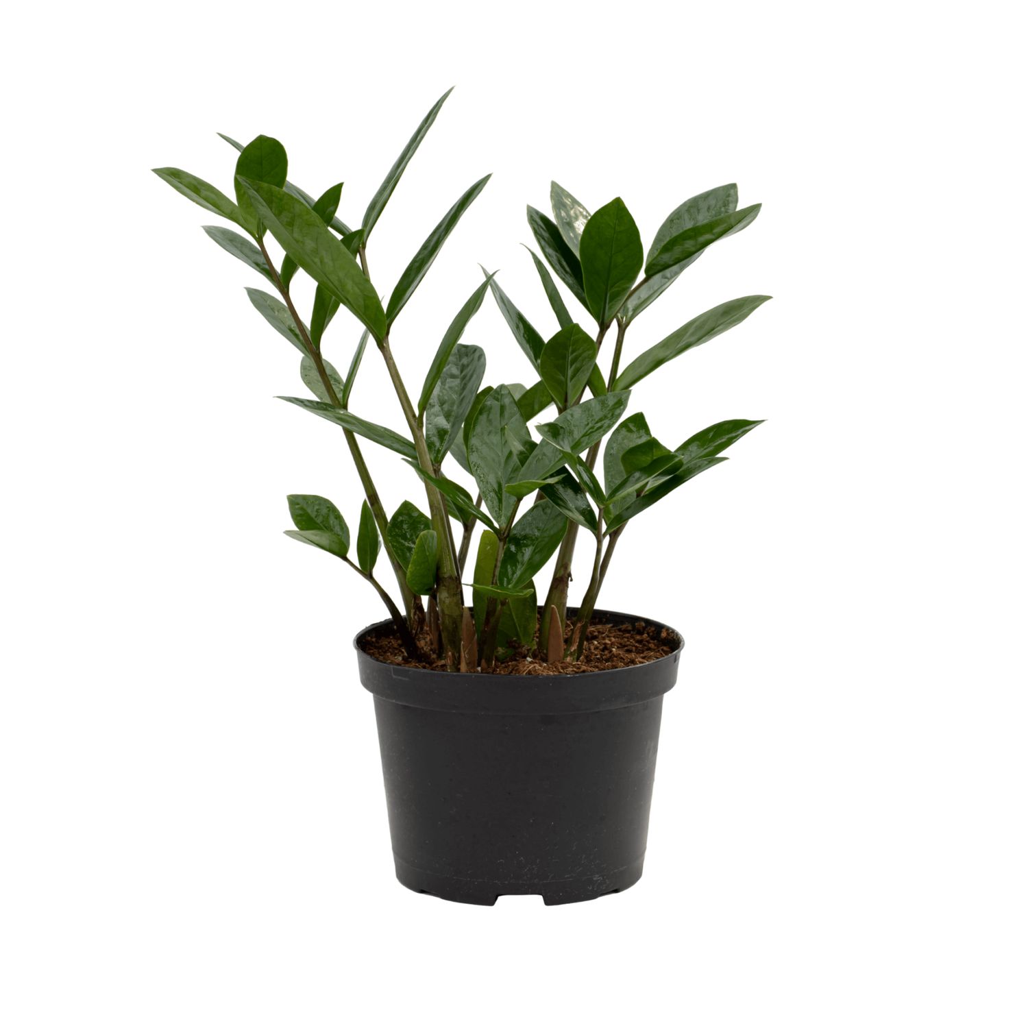 ZZ Plant (Zamioculcas zamiifolia), Pot Size: 4&quot;