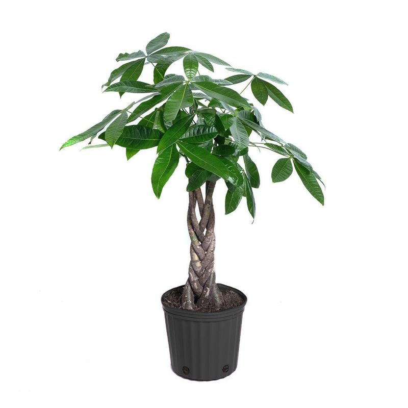 Braided Money Tree (Pachira aquatica)