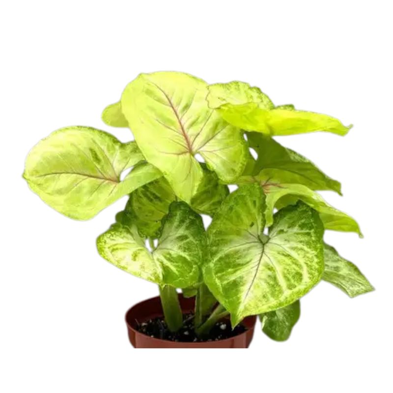 6&quot; Syngonium Kiwi Delight
