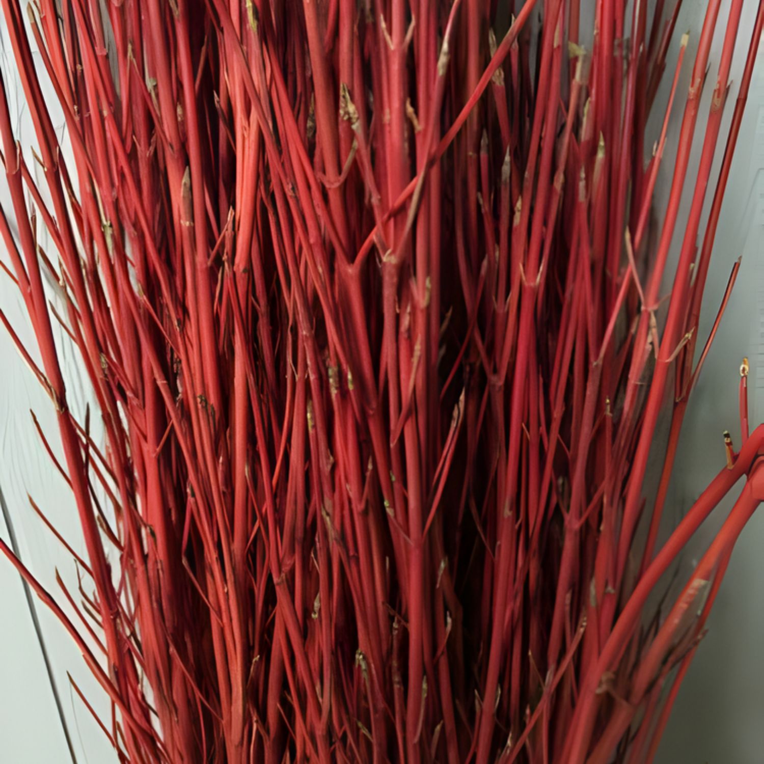 Cardinal Red Dogwood Branch Bunches
