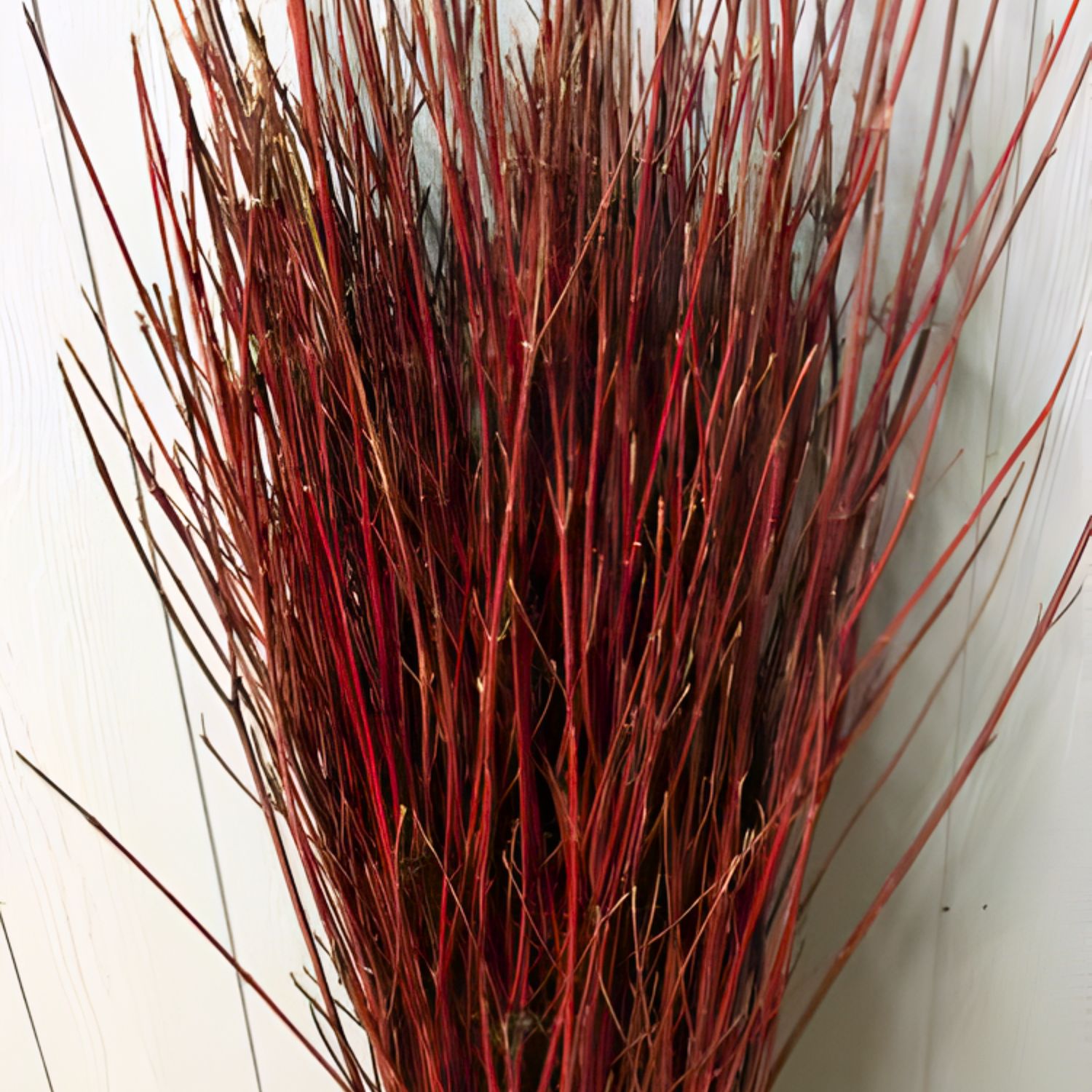 Red Dogwood Branch Bunches