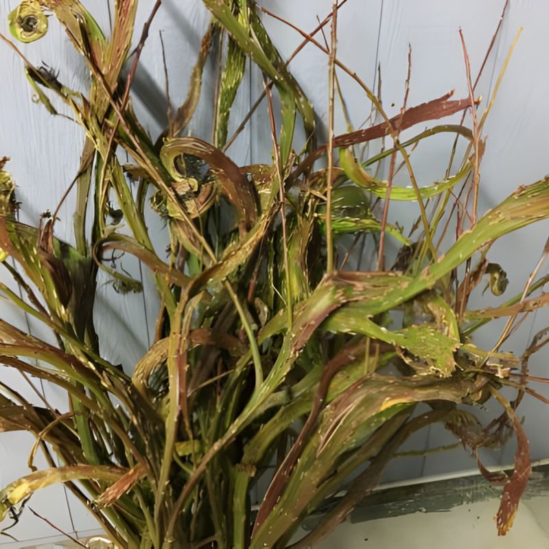 Fantail Willow Branch Bunches