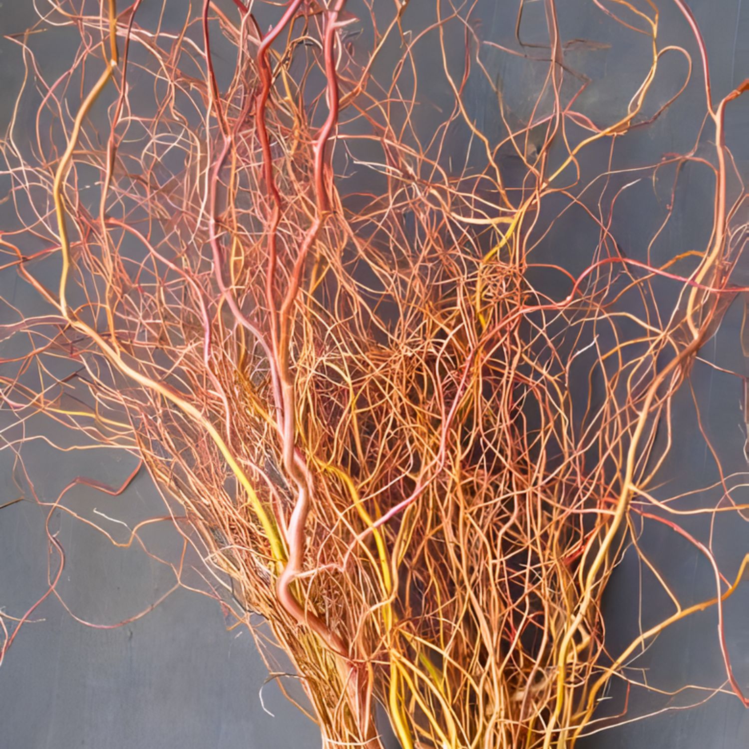 Red Curly Willow Branch Bunches