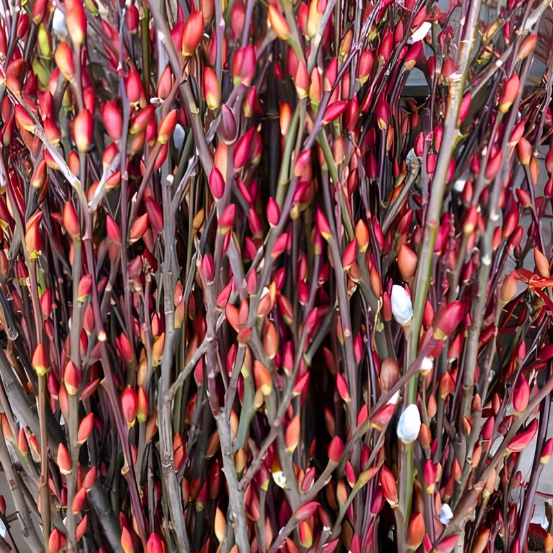 Pussy Willow Branch Bunches