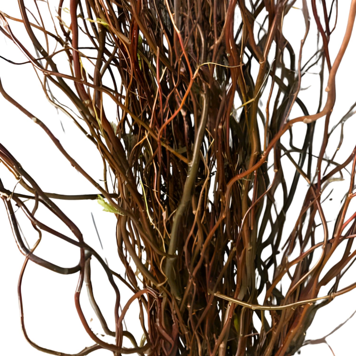 Chocolate Curly Willow Branches