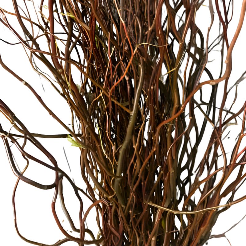 Chocolate Curly Willow Branches