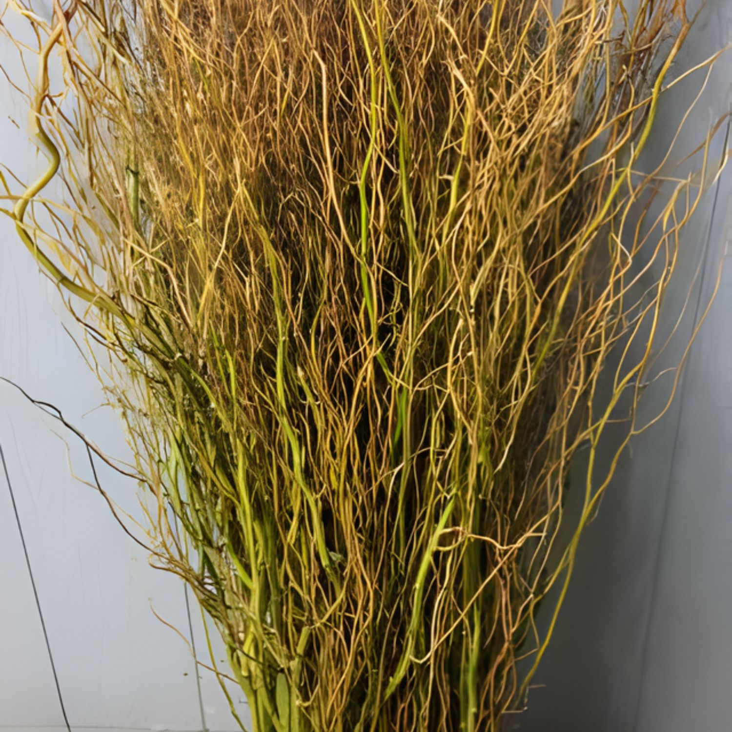 Gold Curly Willow Branch Bunches