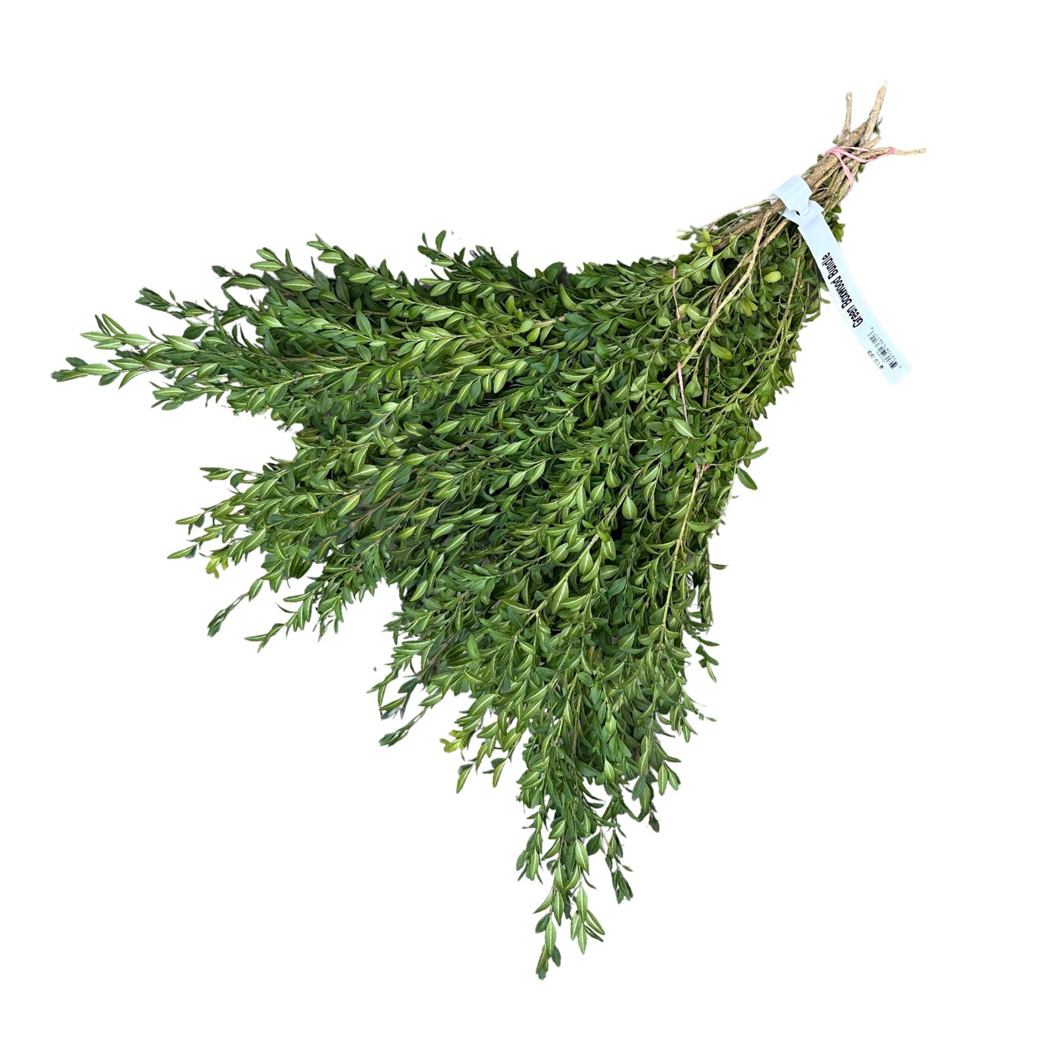 Fresh Green Boxwood Branch Bunch