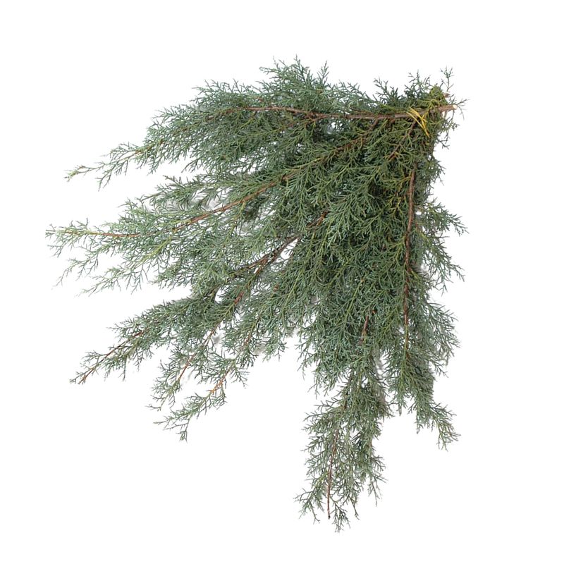 Carolina Sapphire Evergreen Bough Bunch