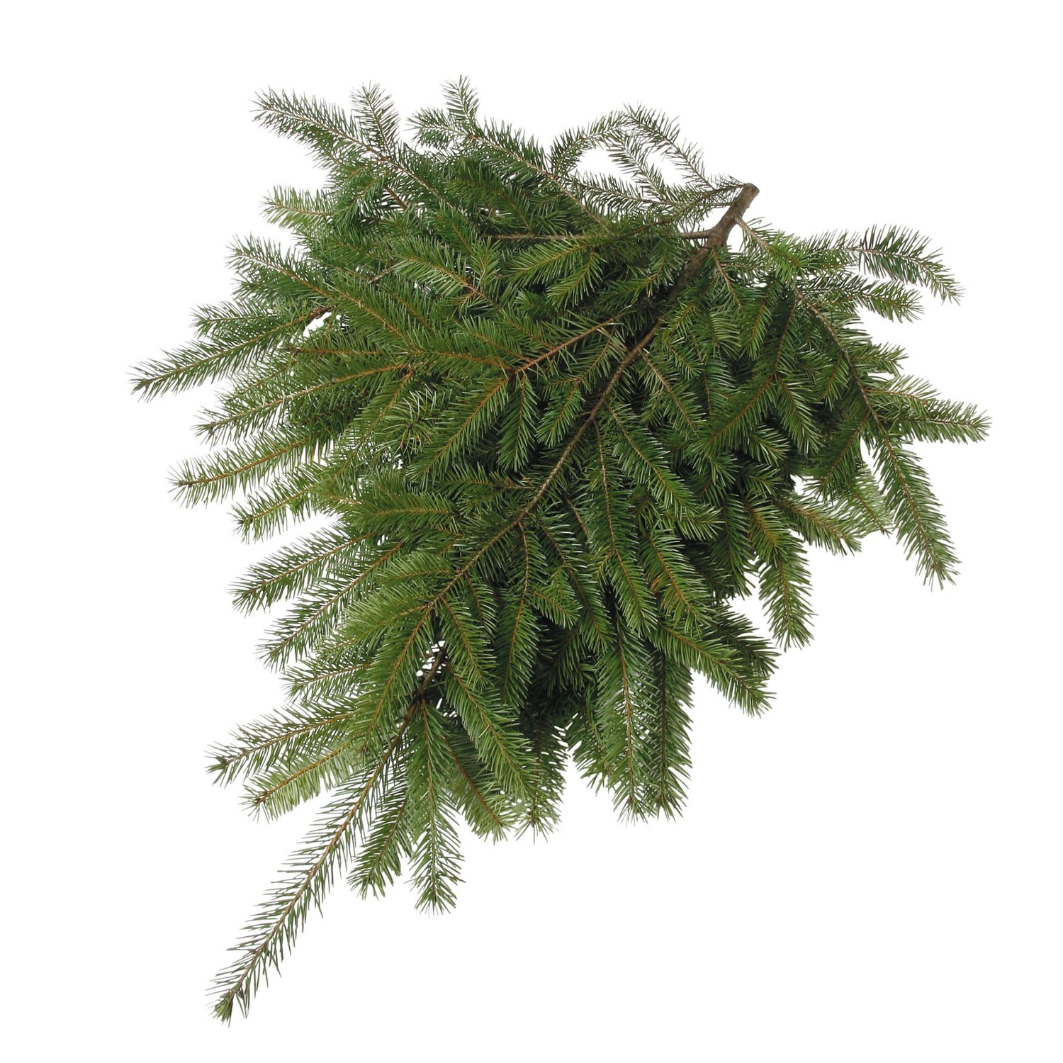 Douglas Fir Evergreen Boughs – 2lb Bundle