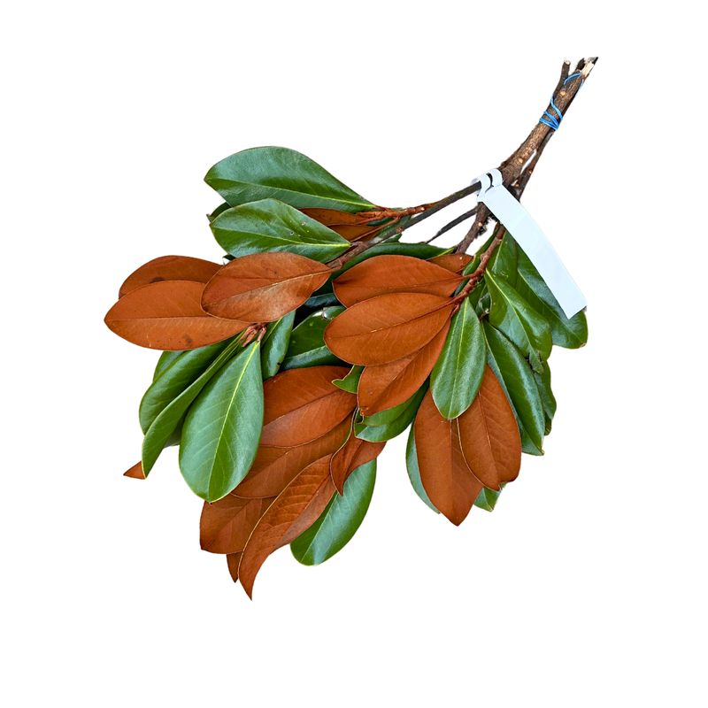 Fresh Magnolia Stems and Leaves