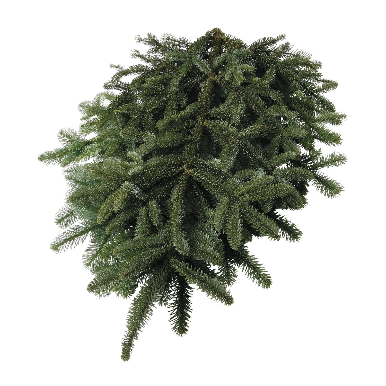 Noble Fir Boughs – 2lb Bundle