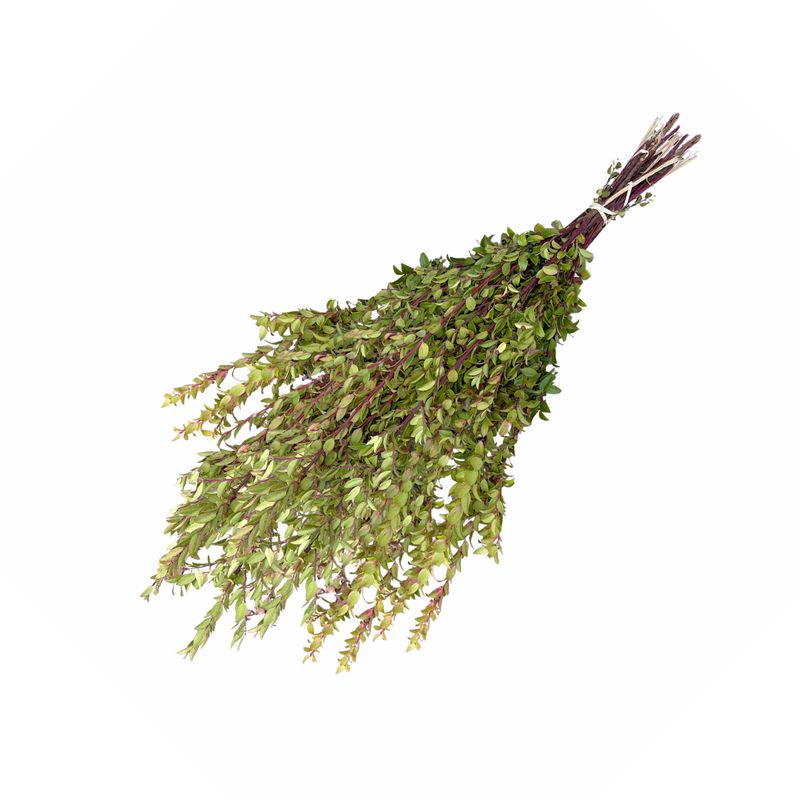 Red Huckleberry Leaf Branches