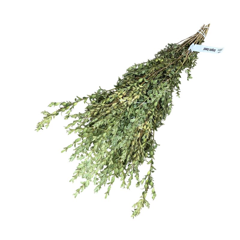 Variegated Boxwood (Oregonia) Branch Bunch