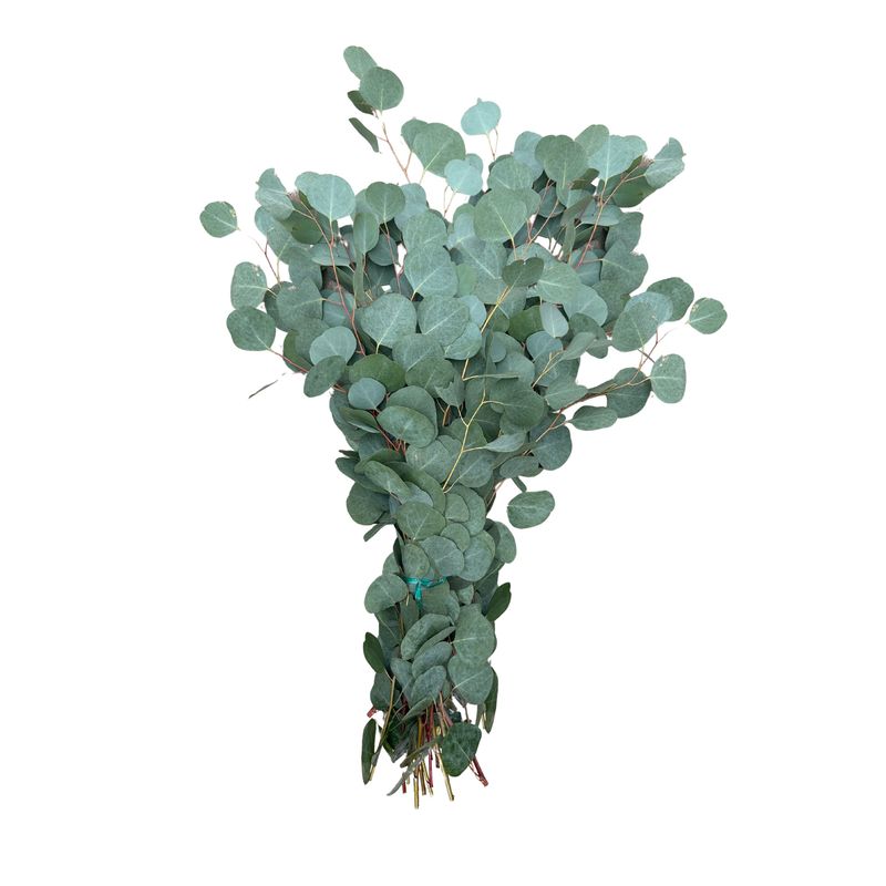 Silver Dollar Eucalyptus Branch Bunch