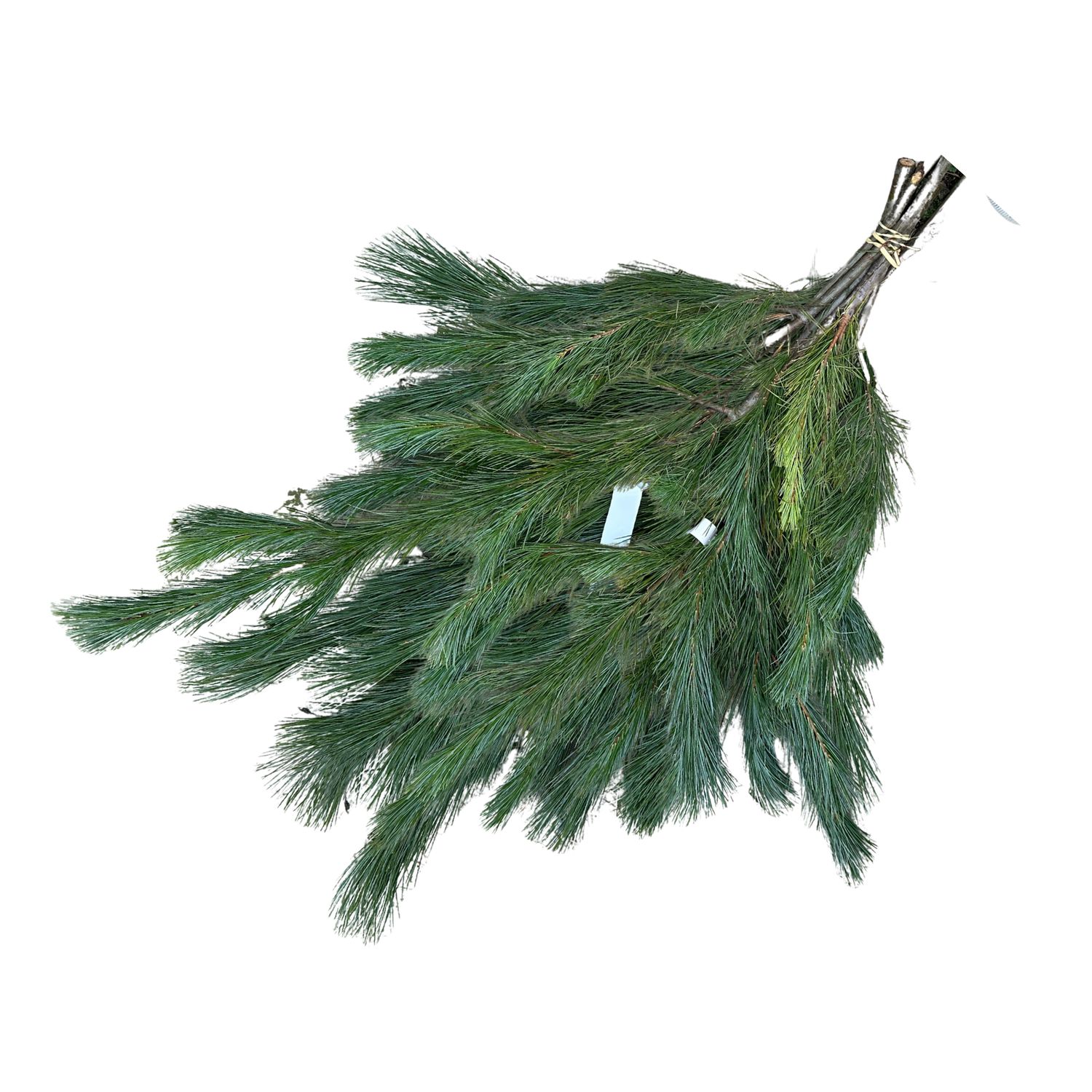 White Pine Boughs – 2lb Bundle