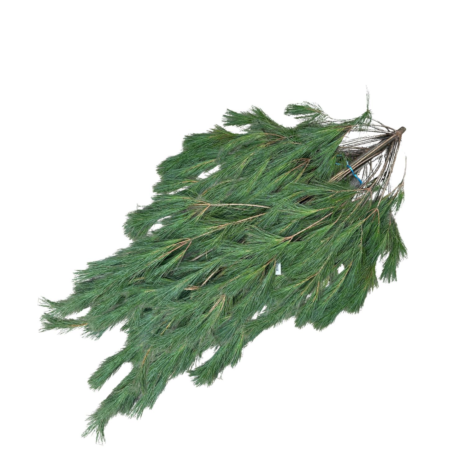 Ontario Pine Boughs – 3lb Bundle
