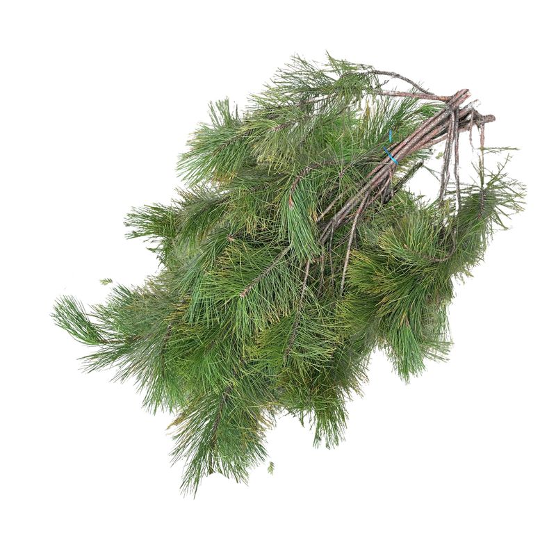 Red Pine Boughs – 3lb Bundle