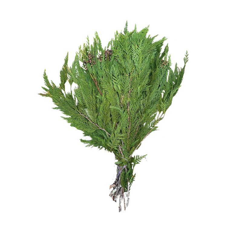 Western Red Cedar Boughs – 2lb Bundle
