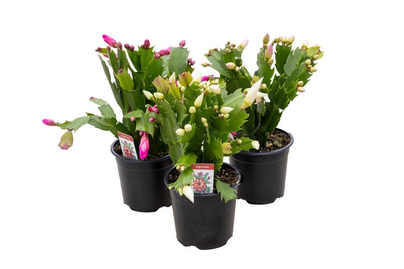 Christmas Cactus 4&quot;