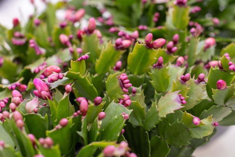 Christmas Cactus 6&quot;