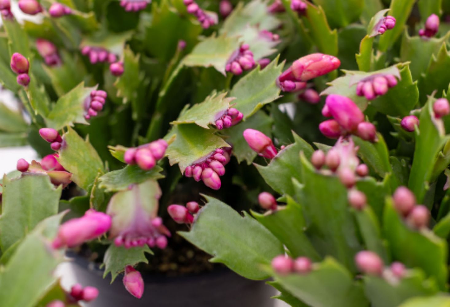 Christmas Cactus 2.5&quot;
